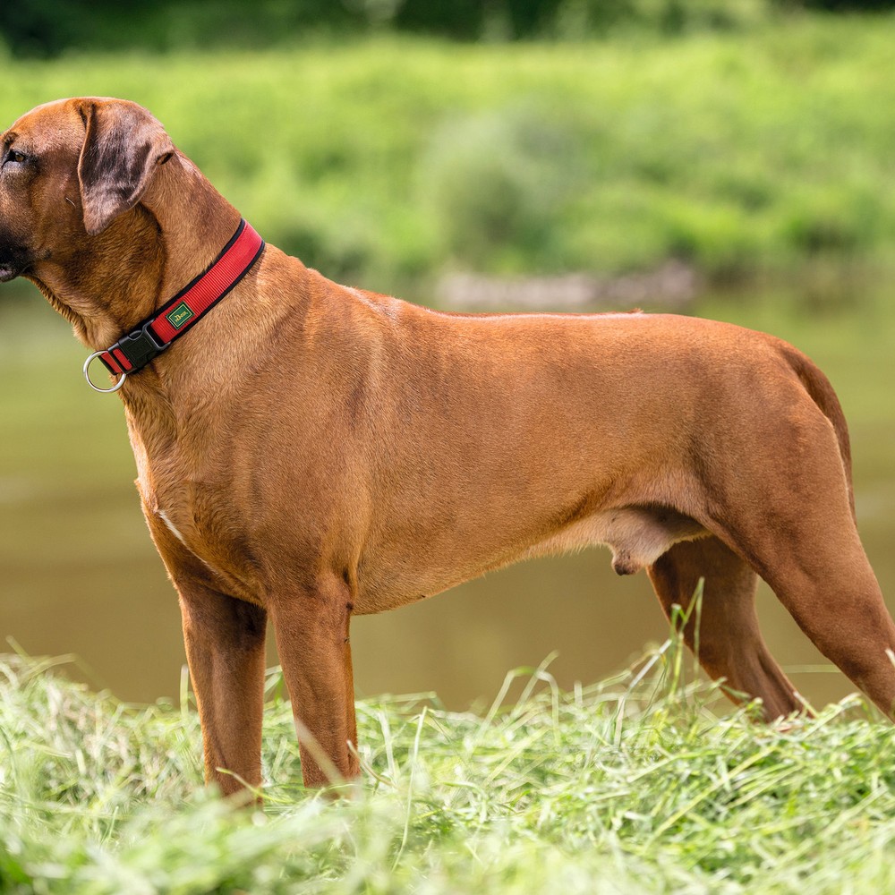 Hundhalsband Hunter Neopren Vario Röd - 2