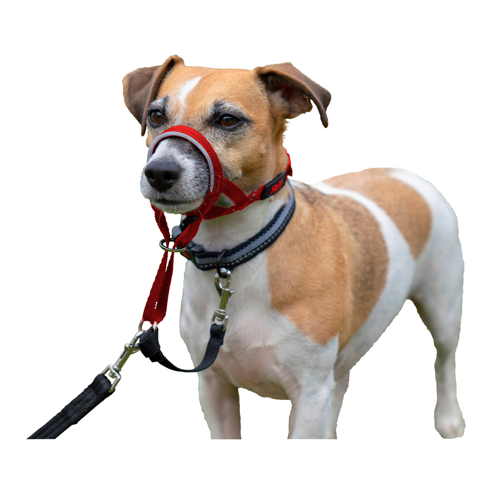 Hund utbildning kragar Company of Animals Halti Munkorg (40-54 cm) - 2