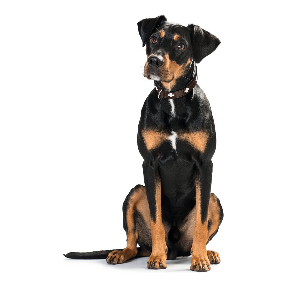 Hundhalsband Hunter Swiss 30-34.5 cm - 4