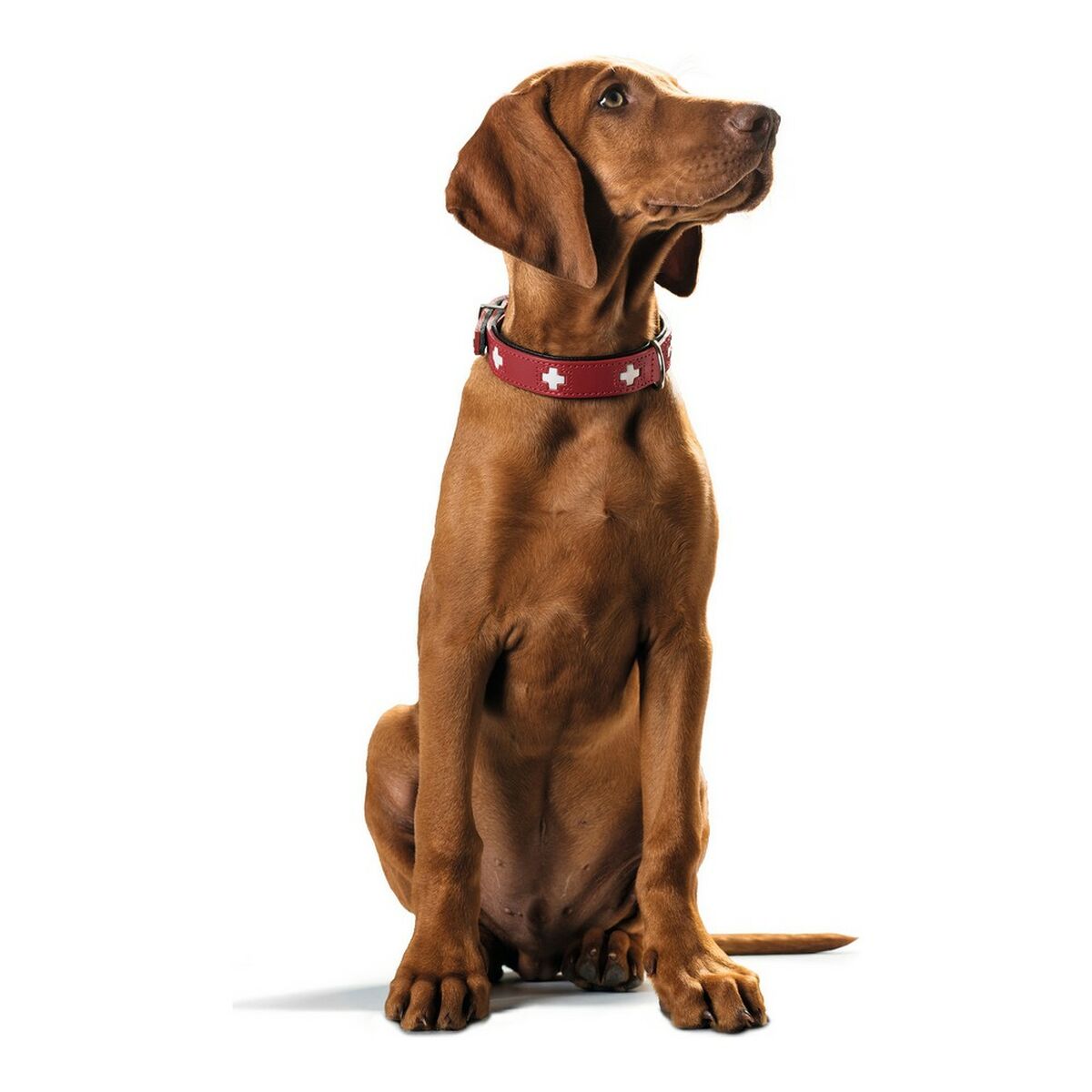 Hundhalsband Hunter Swiss Röd/Svart 30-34.5 cm - 11