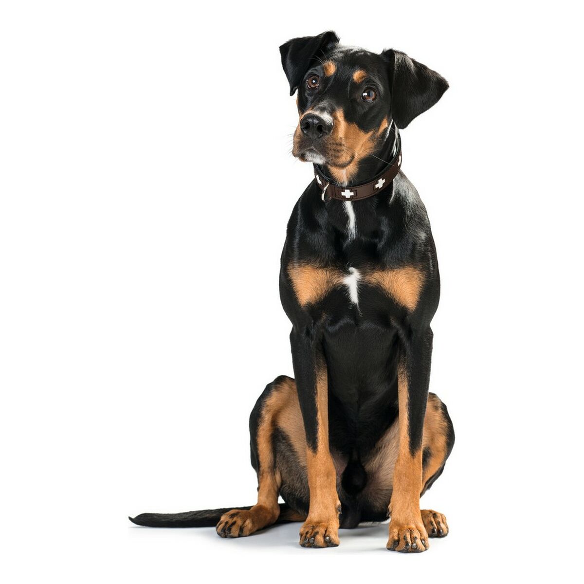 Hundhalsband Hunter Swiss Negro, marrón (24-28.5 cm) - 9