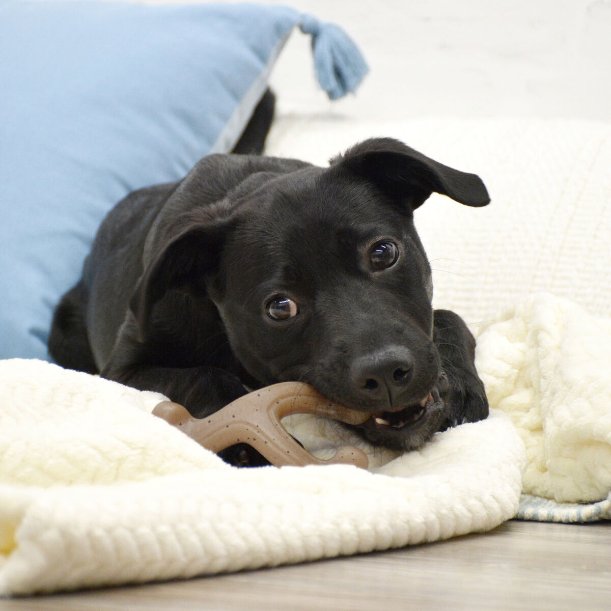 Tuggleksak för hundar Nylabone Brun Jordnötssmör S - 3