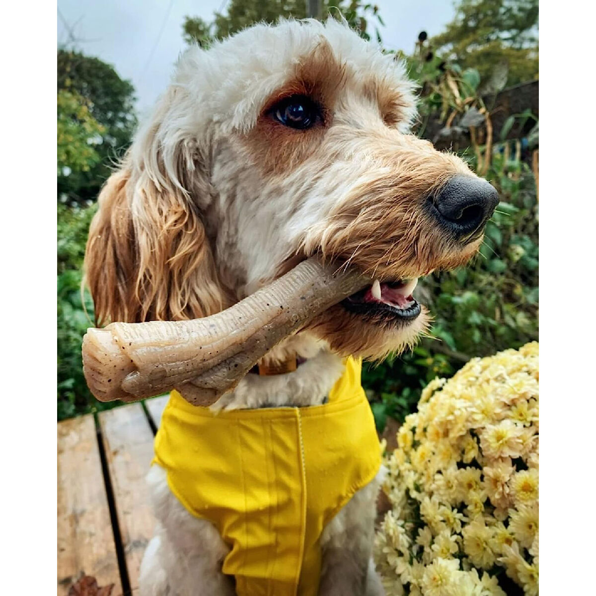 Tuggleksak för hundar Nylabone Brun Jordnötssmör M - 2