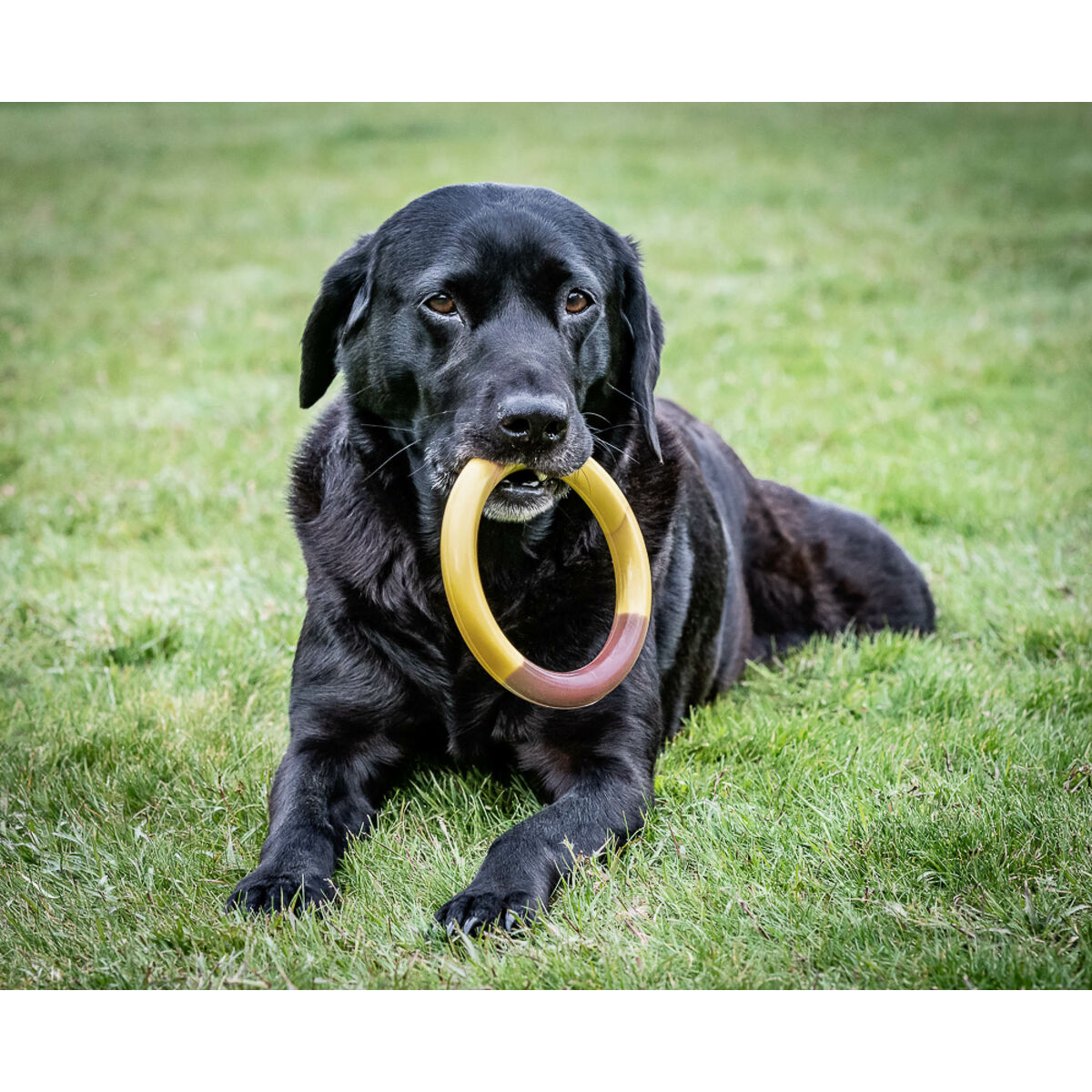 Tuggleksak för hundar Nylabone Ring Gul Hamburgare L - 2