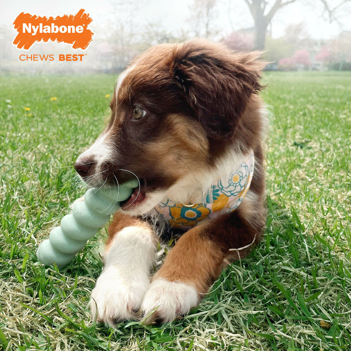 Tuggleksak för hundar Nylabone SENSORY TACTILE STICK Grön Jordnötssmör Bacon S - 4