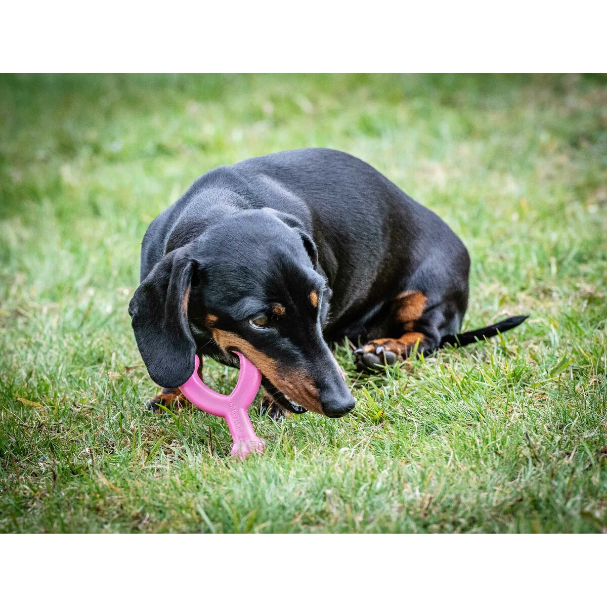 Tuggleksak för hundar Nylabone WISHBONE Rosa Kyckling XS - 2