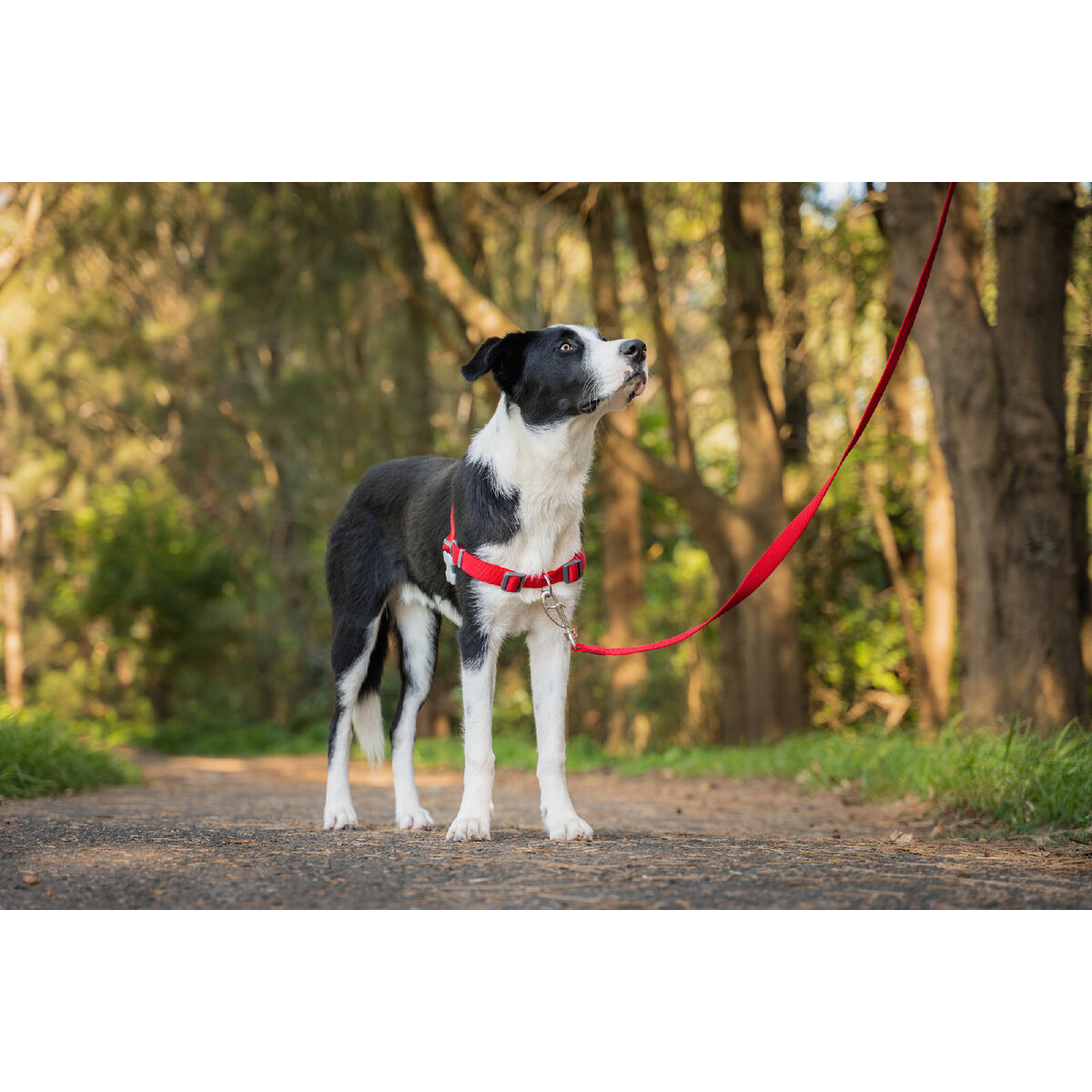 Hundsele Red Dingo 59-84 cm Röd M/L - 2