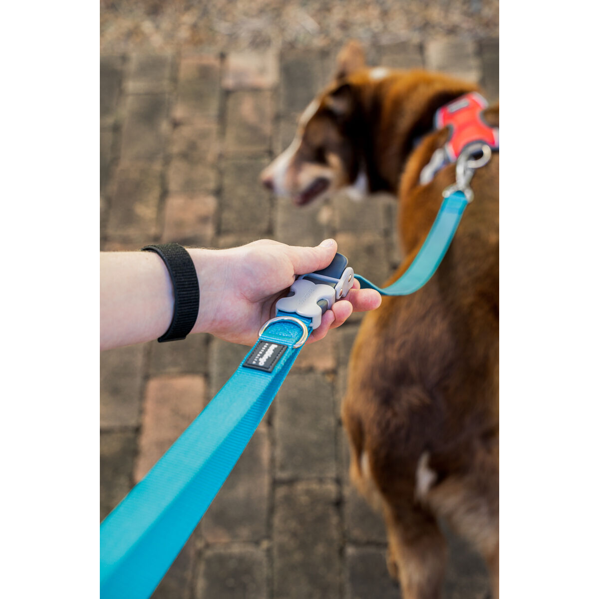 DoHundkoppel Red Dingo Purpur - 6