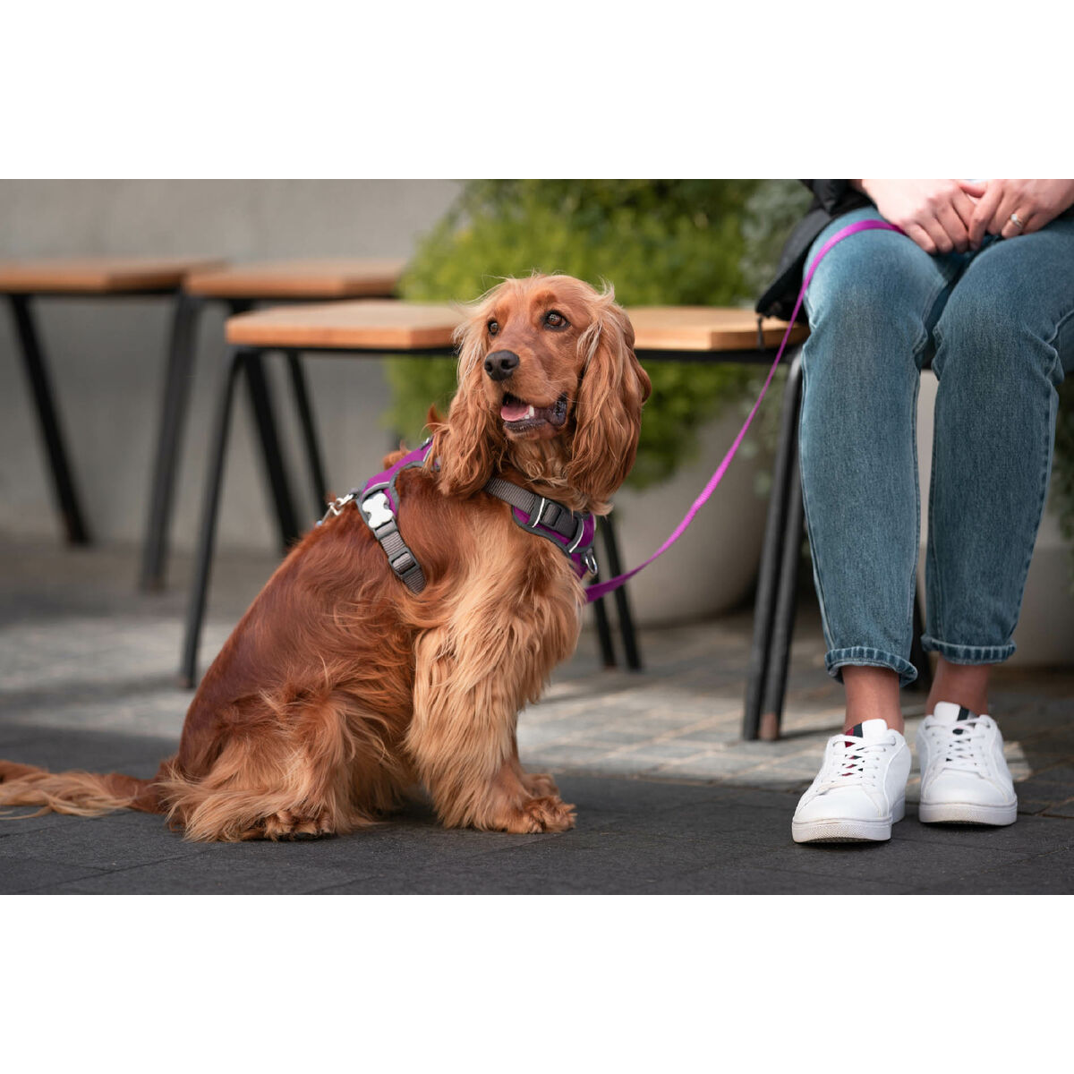 Hundsele Red Dingo Dingo 38-58 cm 46-63 cm Purpur M - 2