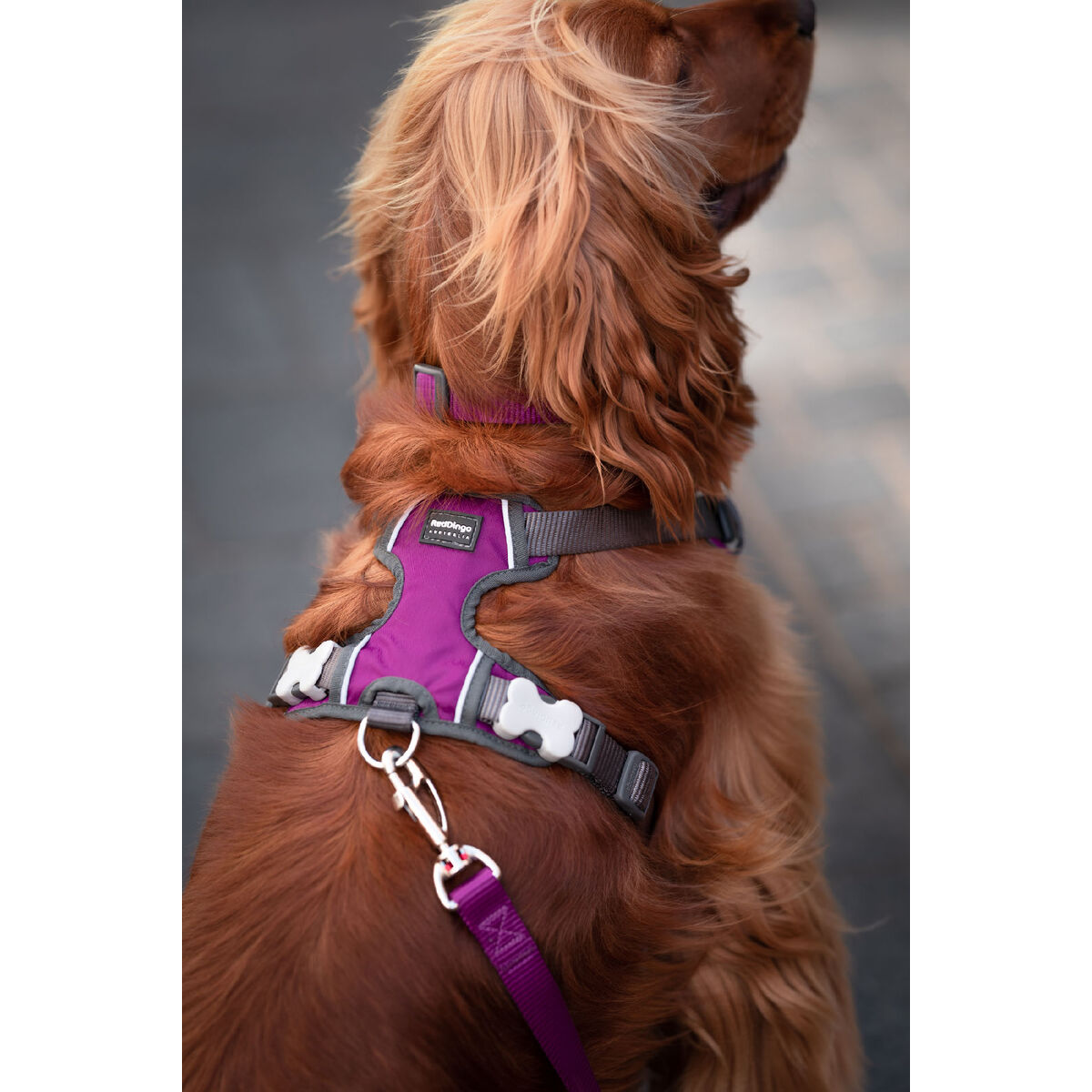Hundsele Red Dingo Dingo 38-58 cm 46-63 cm Purpur M - 3
