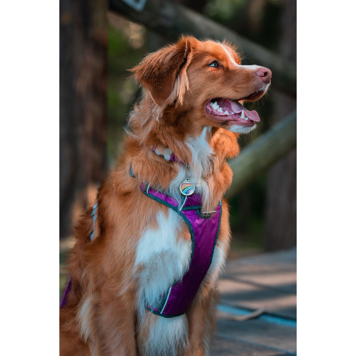 Hundsele Red Dingo Dingo 47-73 cm 56-80 cm Purpur L - 3