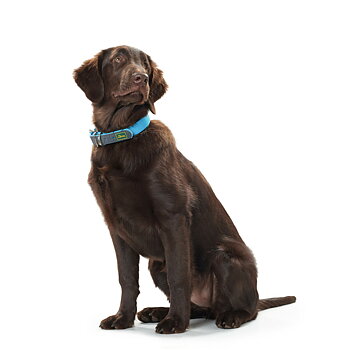 Hundhalsband Hunter Convenience 47-55 cm L Turkos