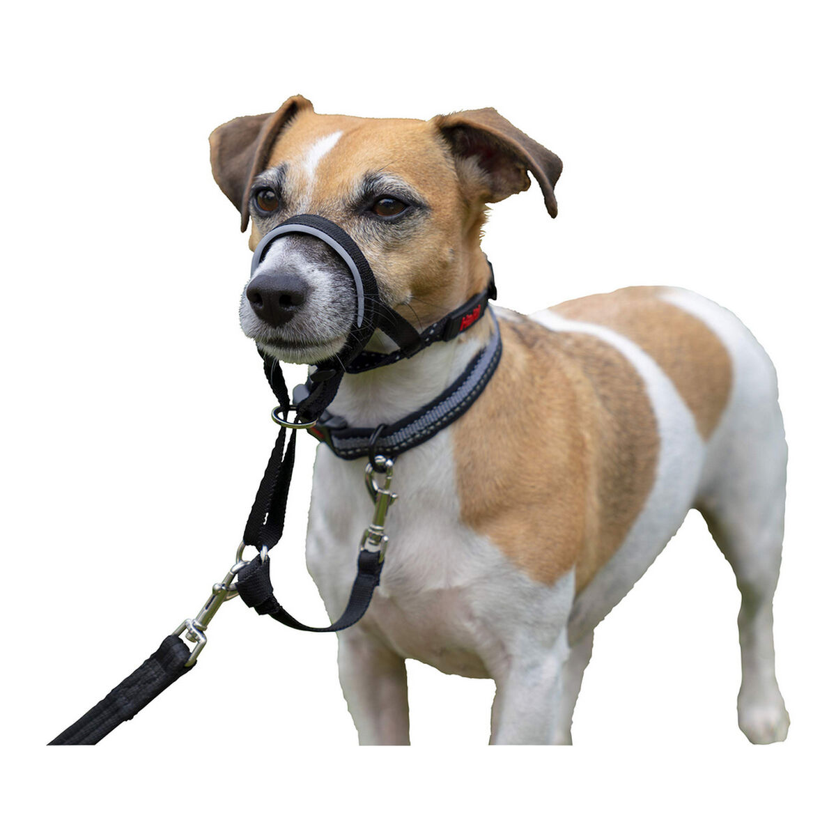 Hund utbildning kragar Company of Animals Halti Svart Munkorg (31-40 cm) - 15