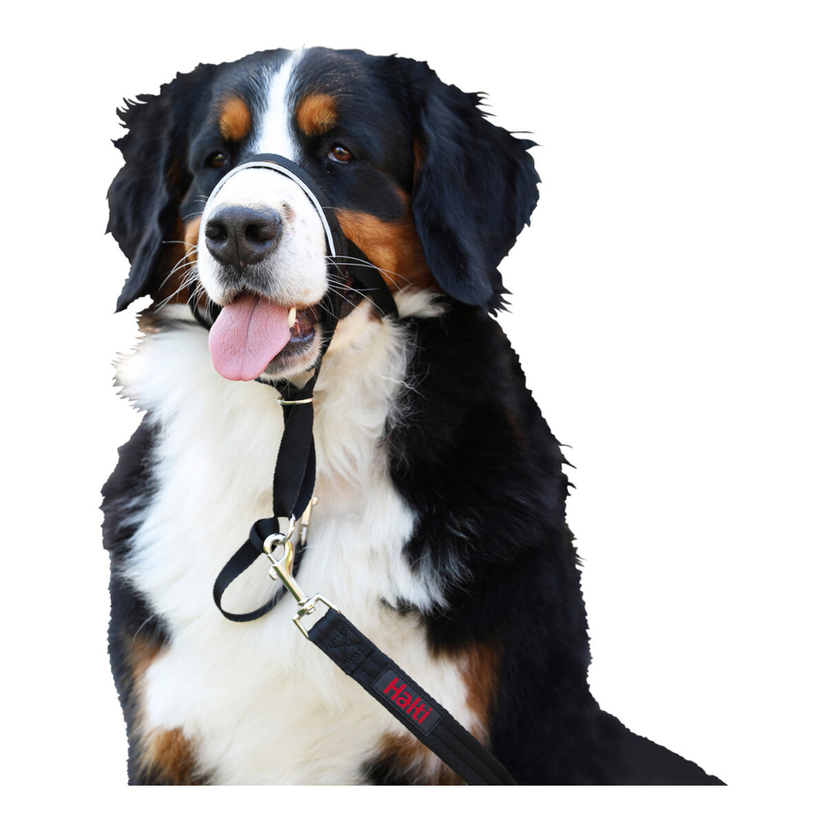 Hund utbildning kragar Company of Animals Halti Svart Munkorg (35-48 cm) - 15