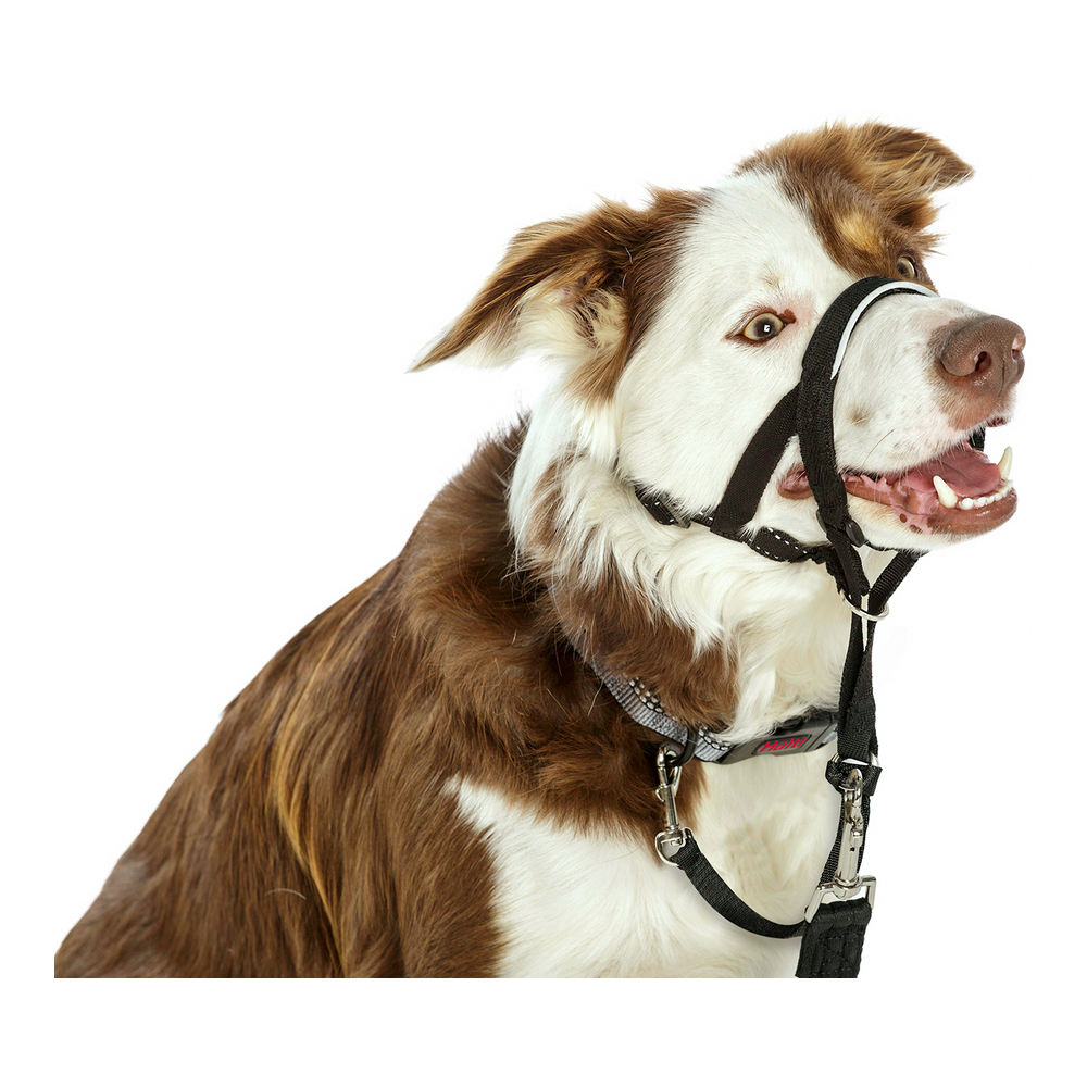 Hund utbildning kragar Company of Animals Halti Svart Munkorg (40-54 cm) - 4