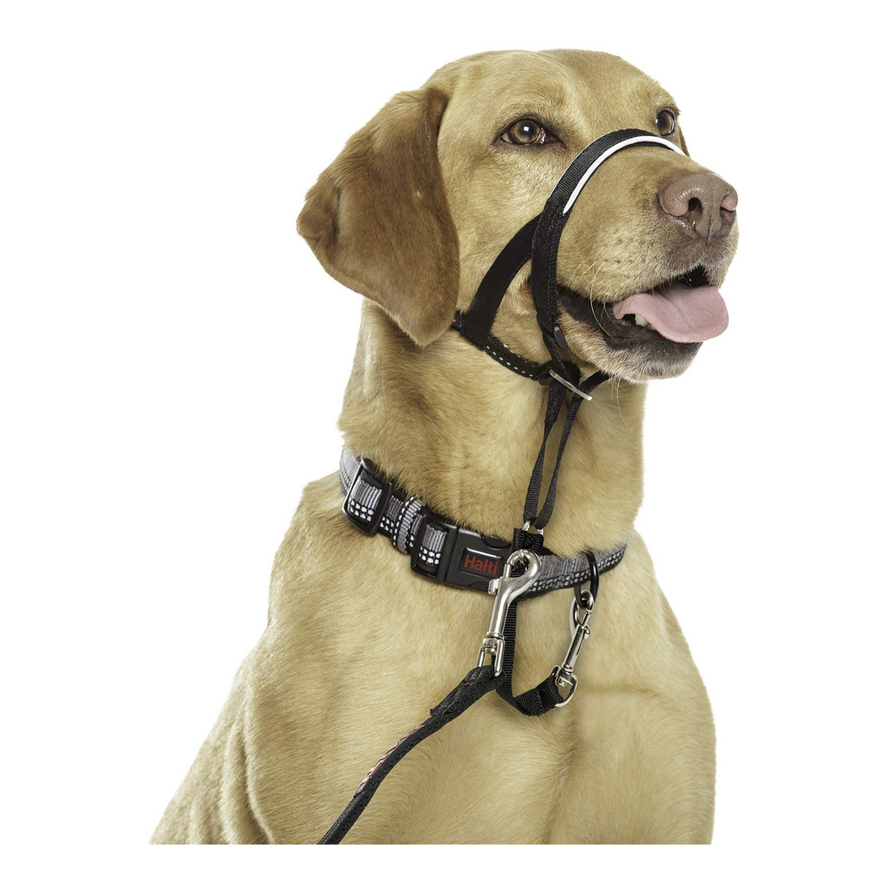 Hund utbildning kragar Company of Animals Halti Svart Munkorg (40-54 cm) - 7