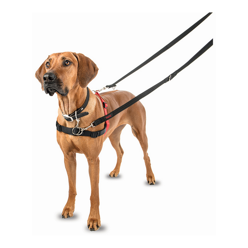 Hundsele Company of Animals Halti Svart/Röd Storlek M (58-86 cm) - 6