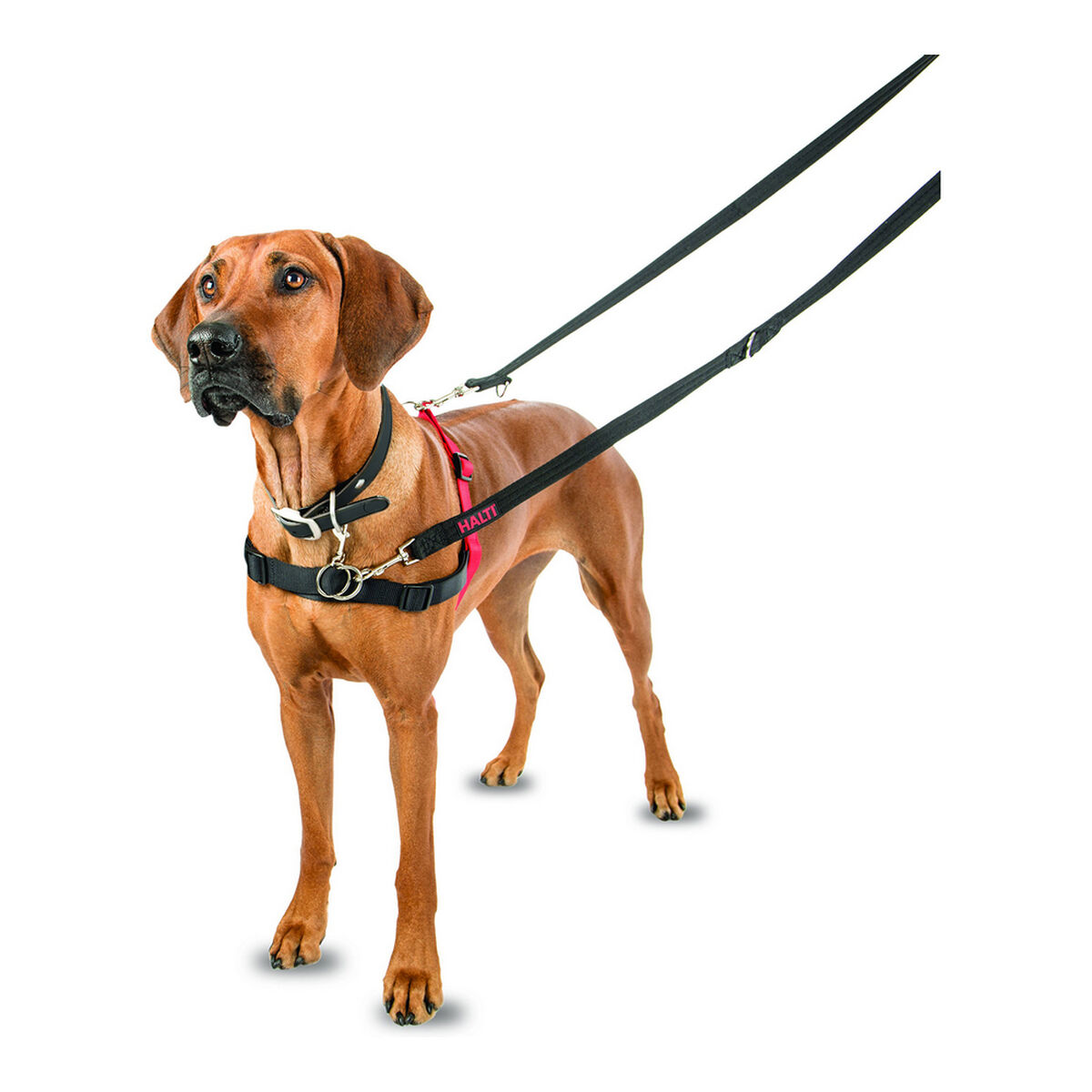 Hundsele Company of Animals Halti Svart/Röd L (80-120 cm) - 22