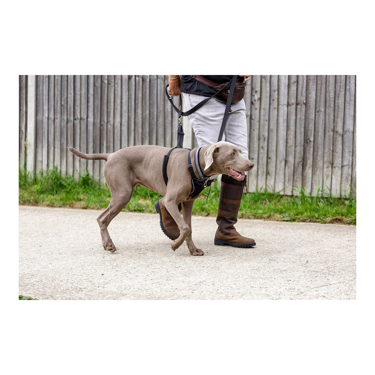 Hundsele Company of Animals Halti Storlek S (26-36 cm) - 21