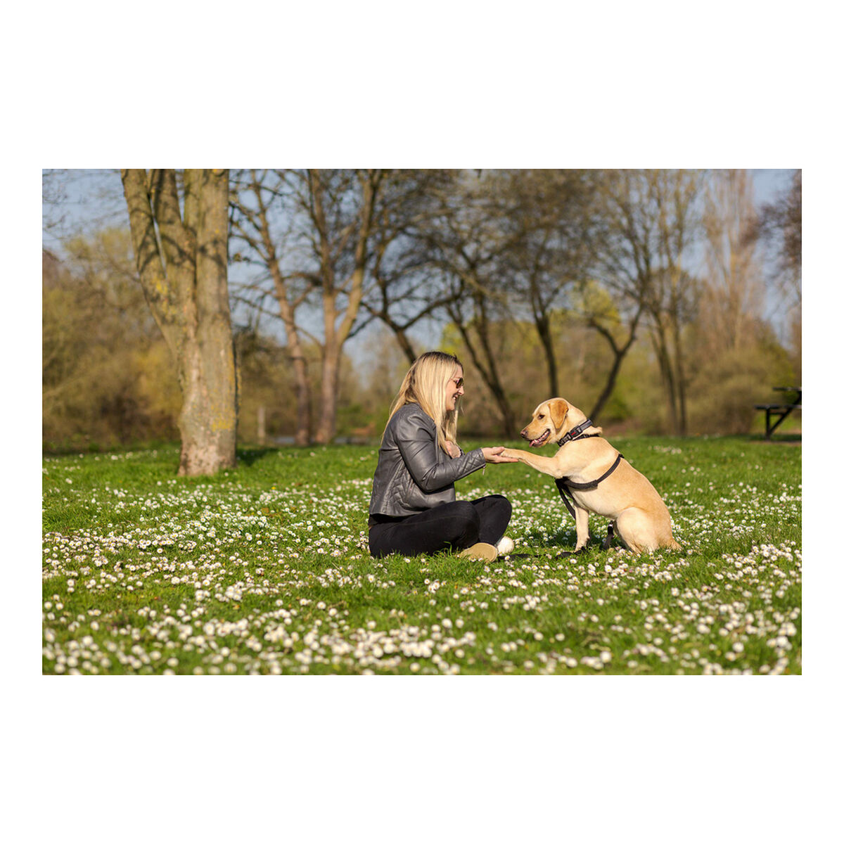 Hundsele Company of Animals Halti Storlek M (34-56 cm) - 20