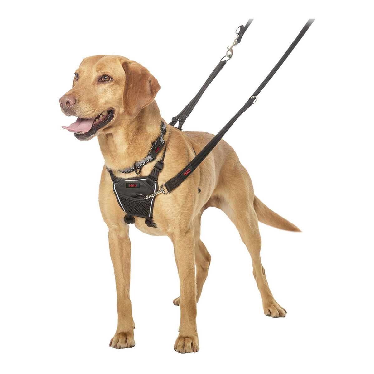 Hundsele Company of Animals Halti Storlek M (34-56 cm) - 18