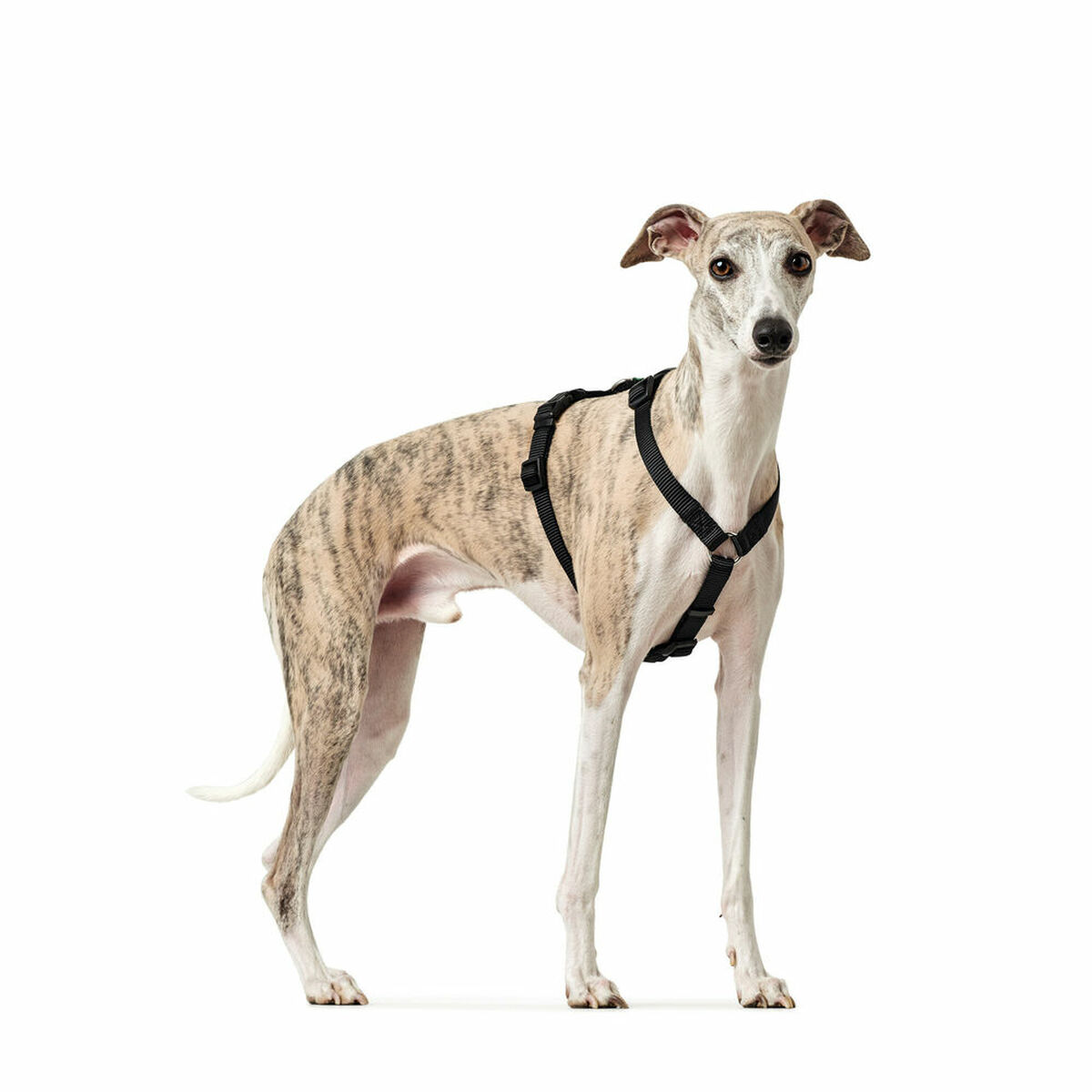 Hundsele Hunter Svart L M/L - 8