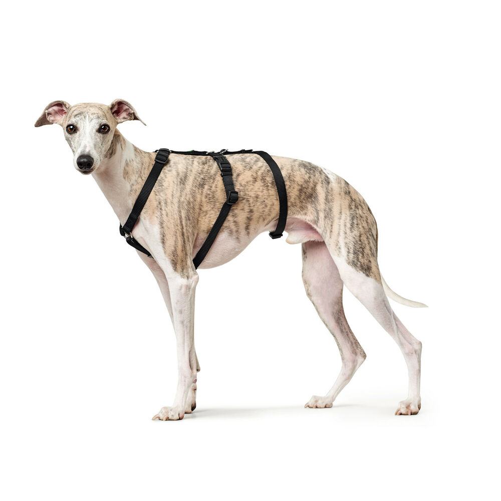 Hundsele Hunter Svart L M/L - 4