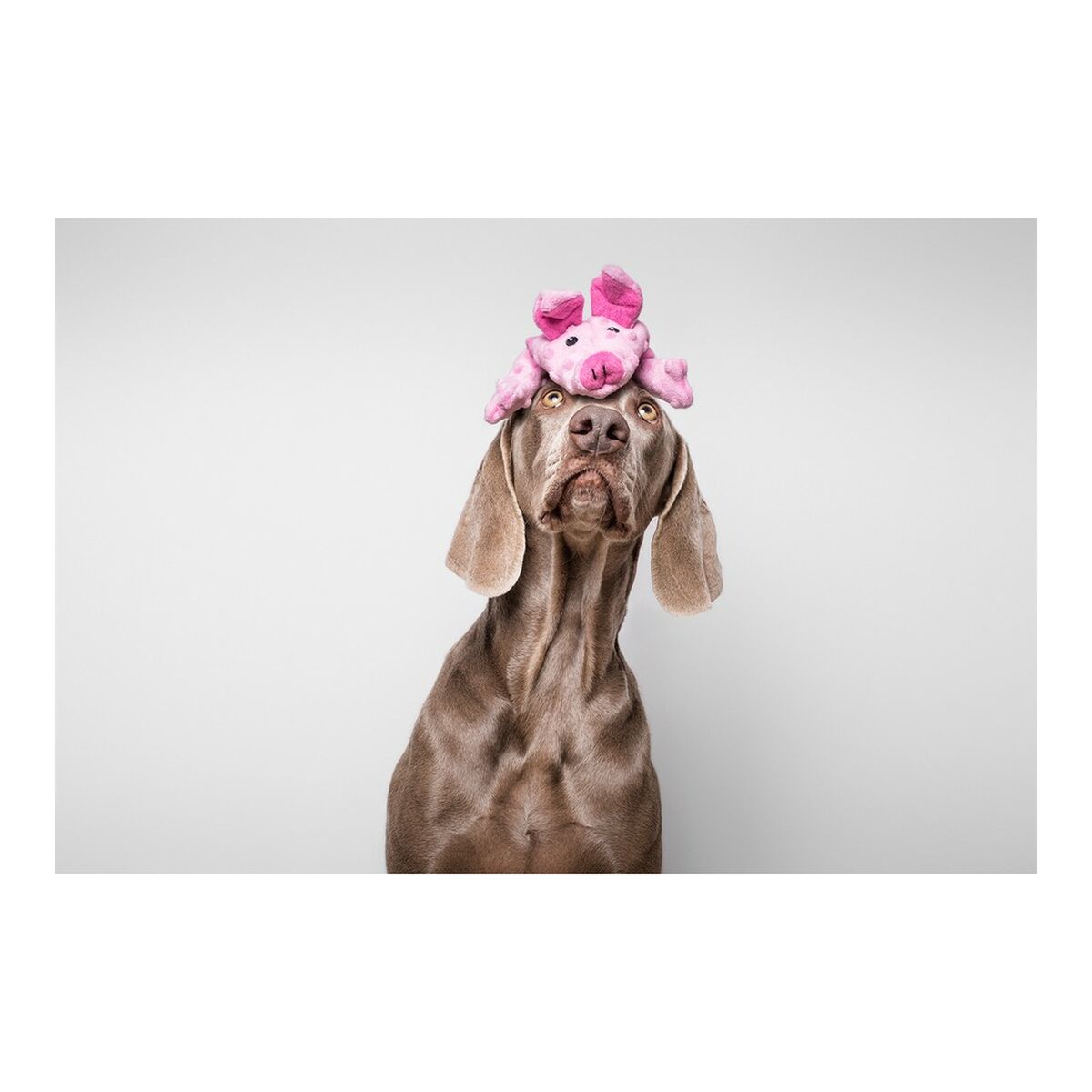 Mjuk leksak för hundar Gloria Dogmonsters Rosa 100 % polyester Gris 34 x 9 cm - 12