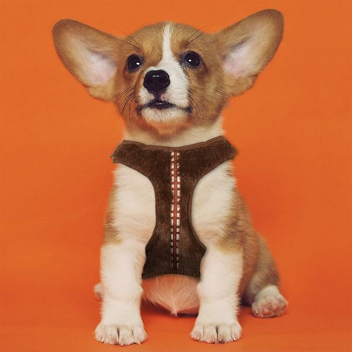 Hundsele Star Wars Brun - 7