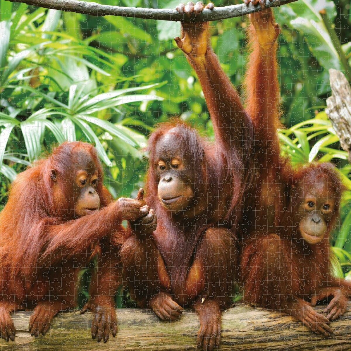 Pussel Colorbaby Orangutan 6 antal 68 x 50 x 0,1 cm - 4
