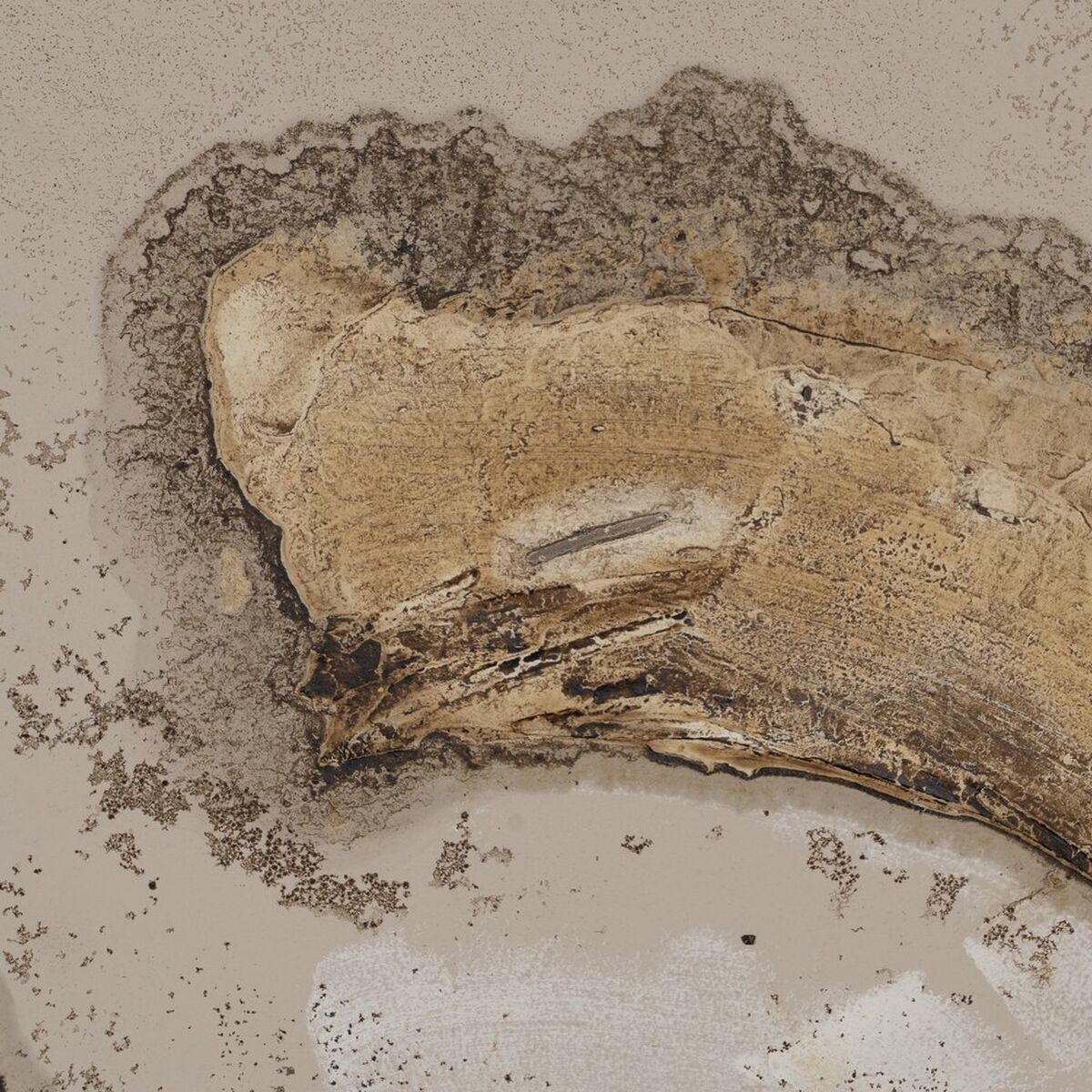 Kanvas Vit Svart 150 x 4 x 60 cm - 3