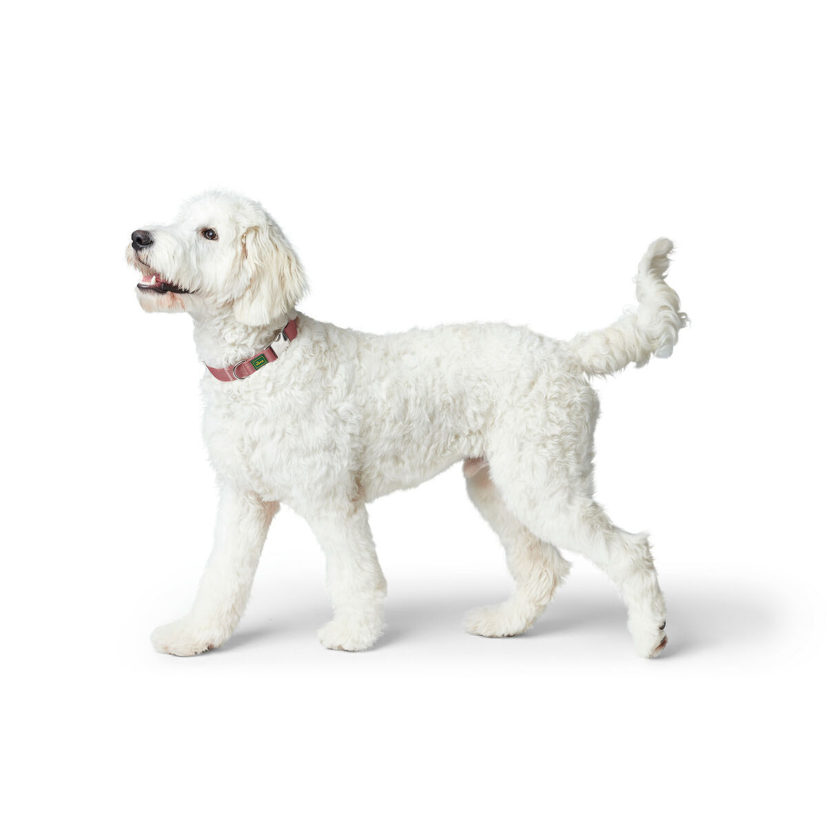 Hundhalsband Hunter Röd 40-55 cm L - 2