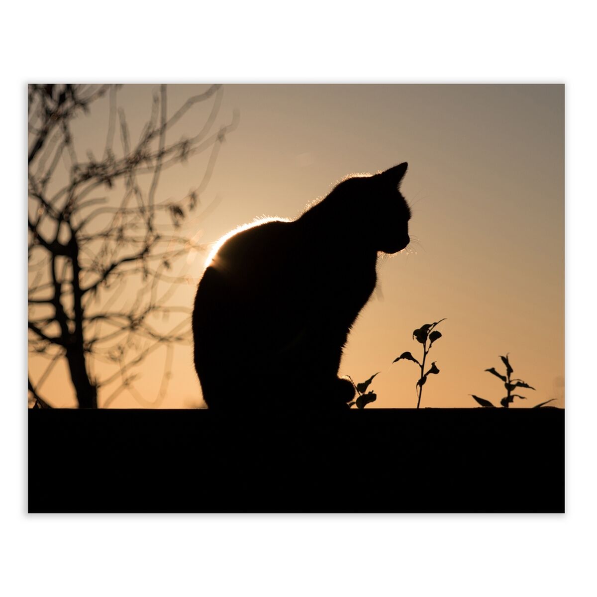Kanvas Trä Kanvas 100 x 3 x 80 cm Katt