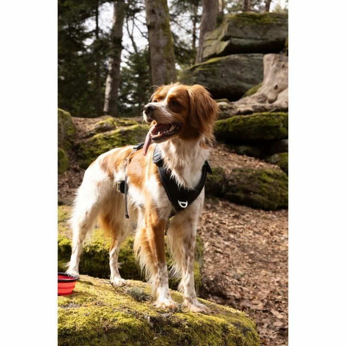 Hundsele SYMBIOZ Svart M - 6