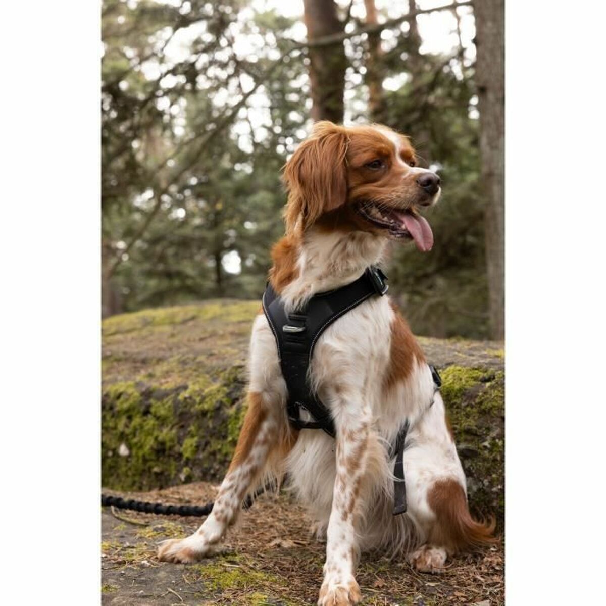 Hundsele SYMBIOZ Svart L - 5