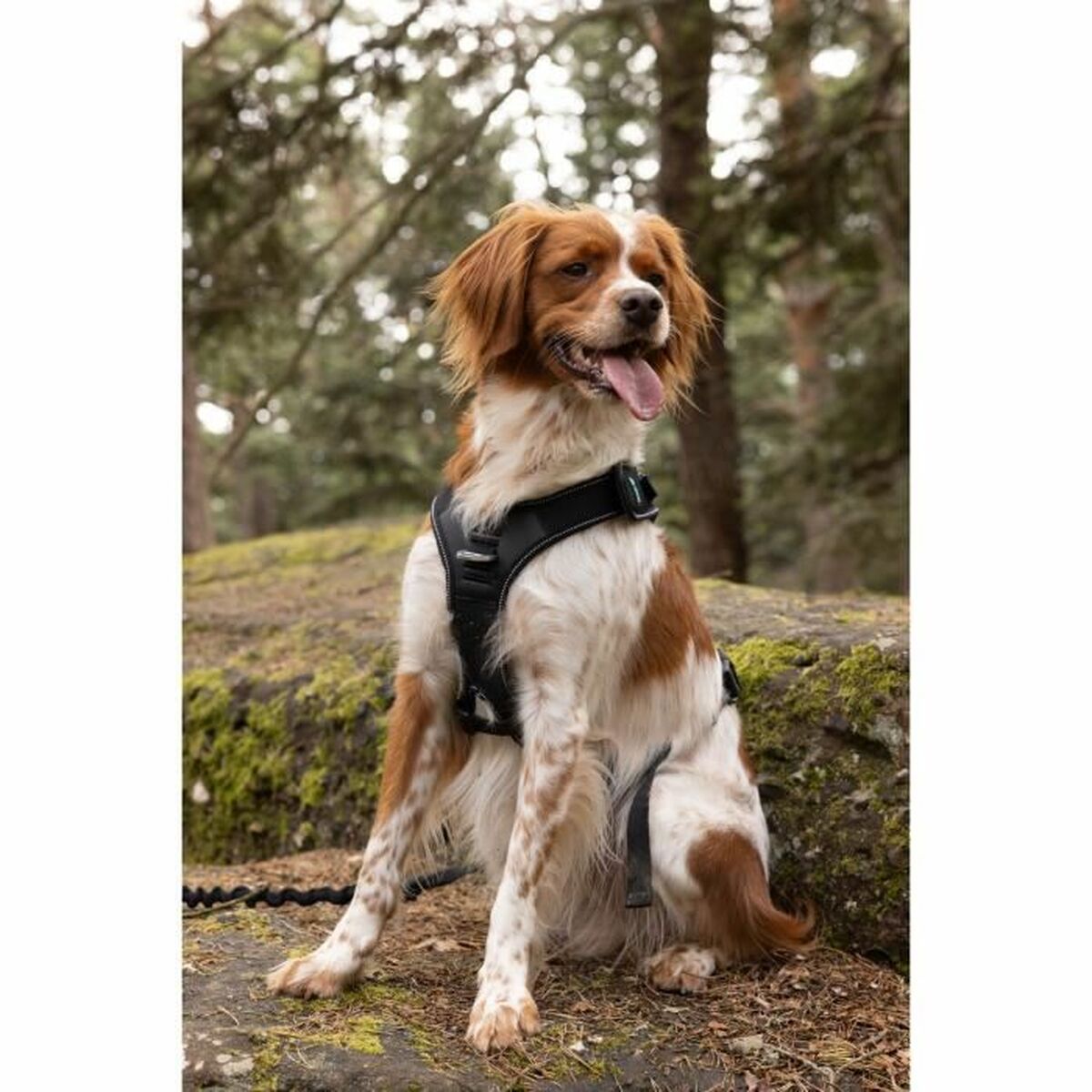 Hundsele SYMBIOZ Svart XL - 5