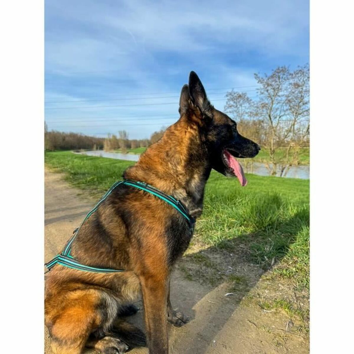 Hundsele Olympia S - 4