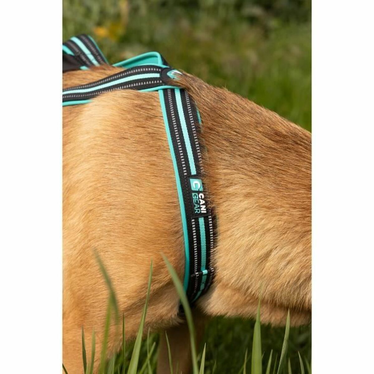 Hundsele Olympia S - 6