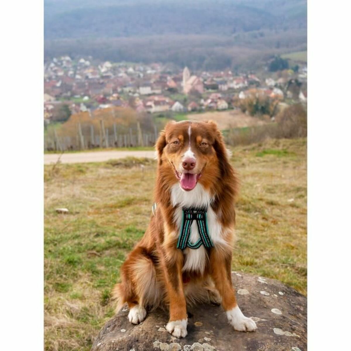 Hundsele Olympia S - 3