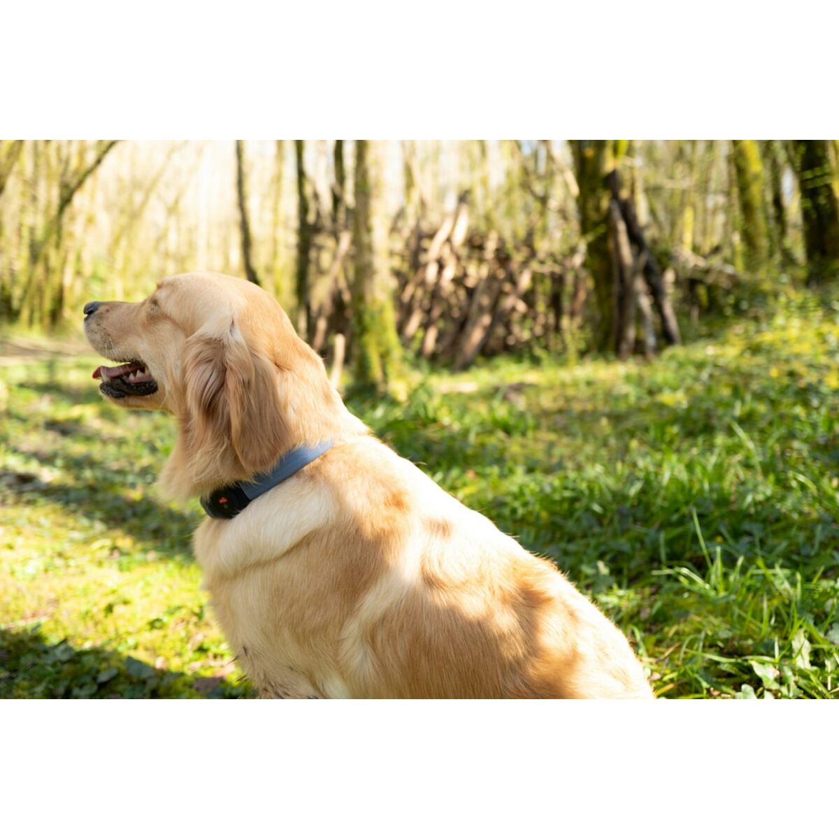 Hundhalsband Zolux BIVOUAK LED Blå 60 cm 30 cm - 2