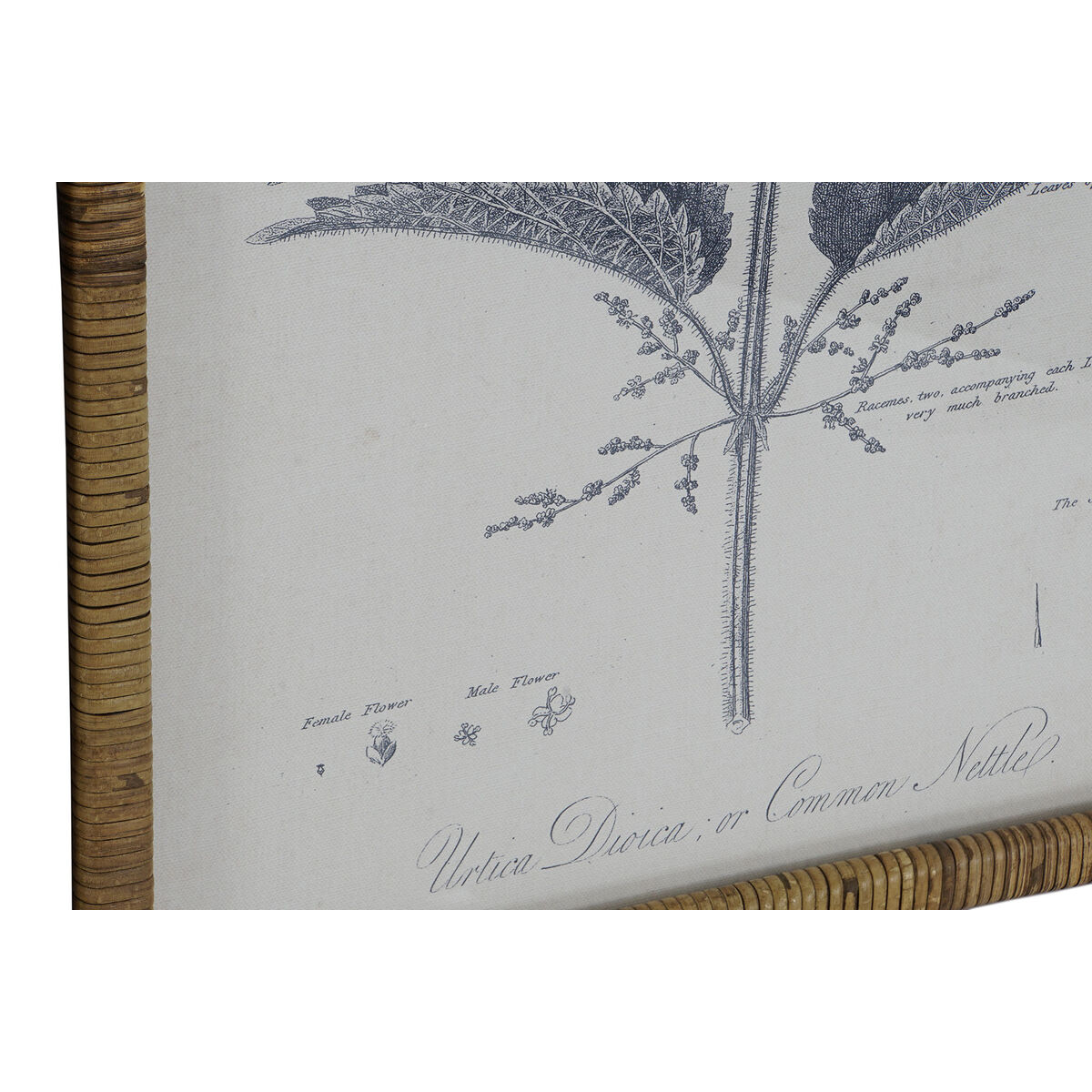 Tavla DKD Home Decor Modern Botaniska växter 50 x 2,5 x 70 cm (8 antal) - 2