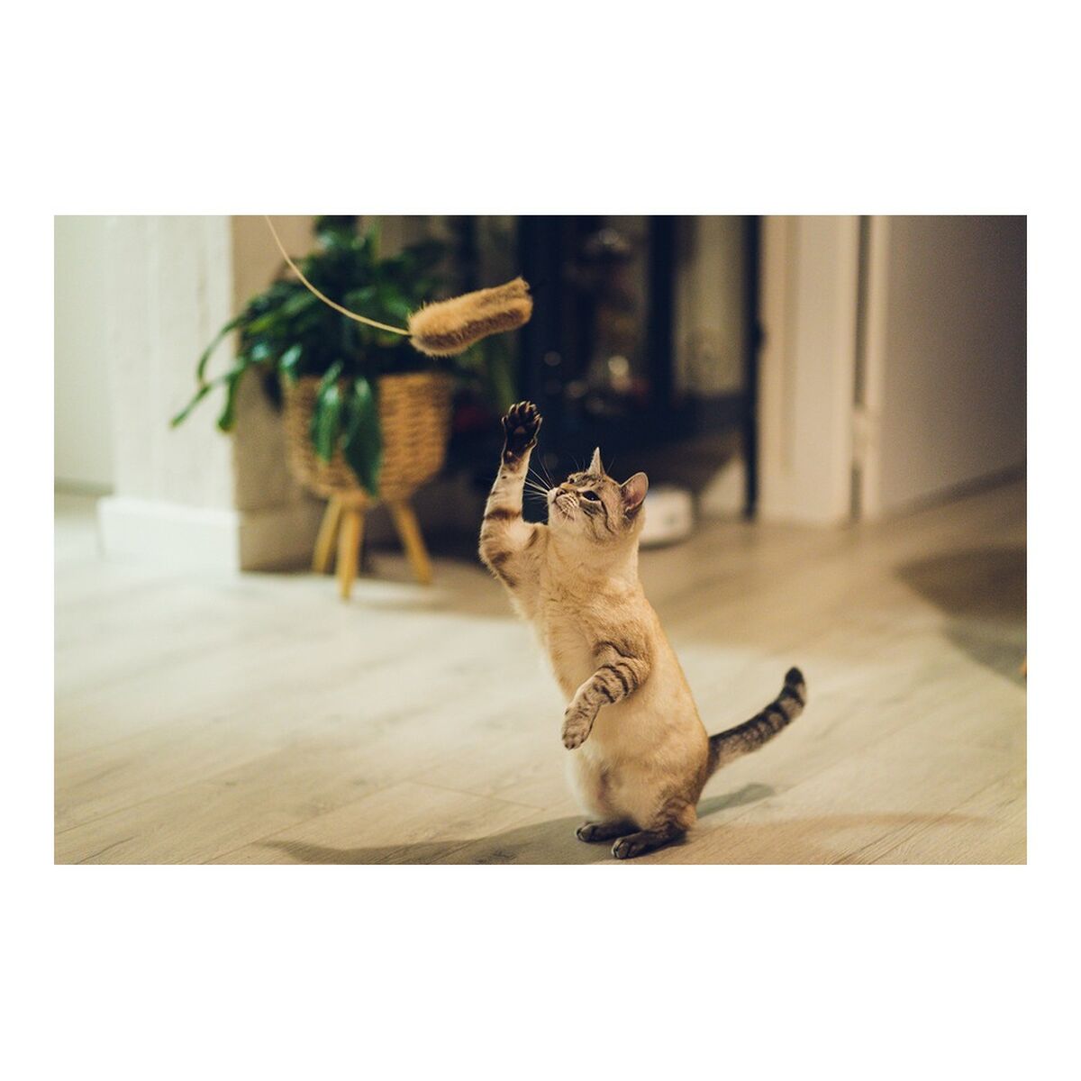 Kattstav Gloria Shigeru Trä Mus - 8
