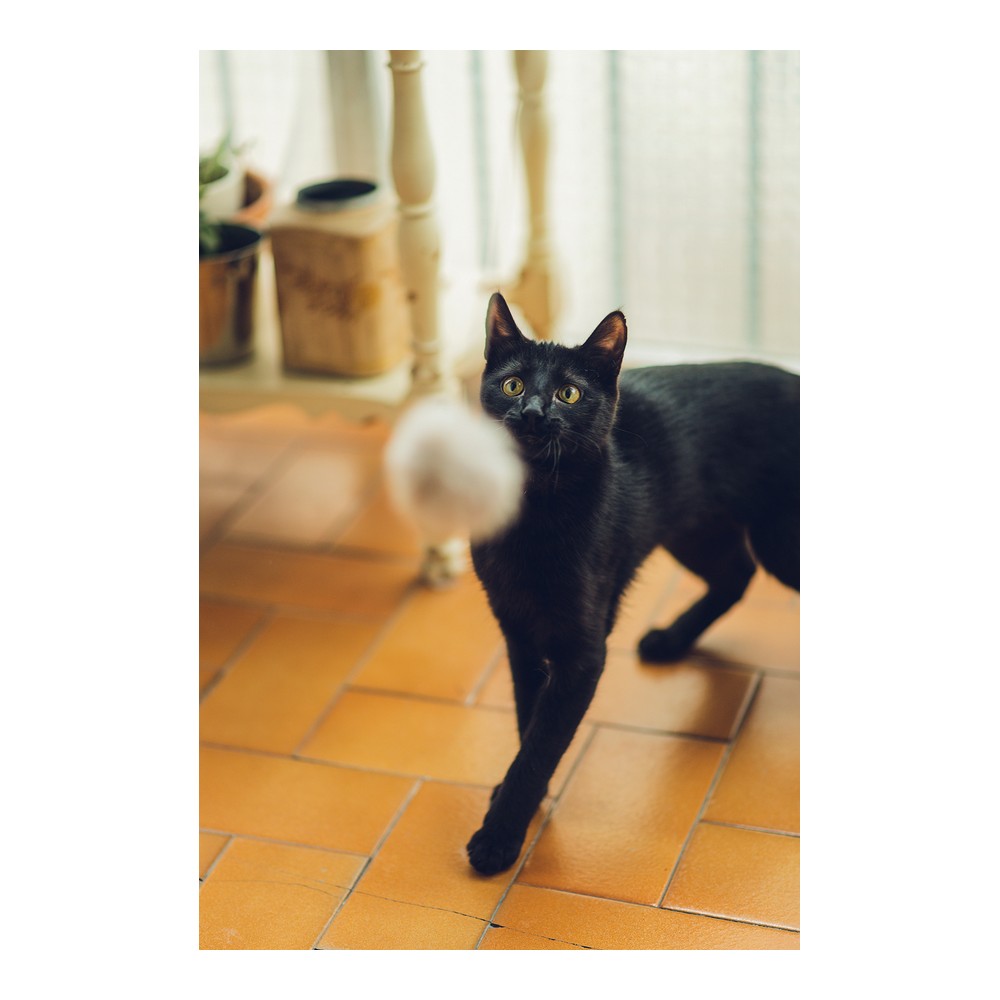 Kattstav Gloria Gaudí Trä Tofs (6 cm) - 2