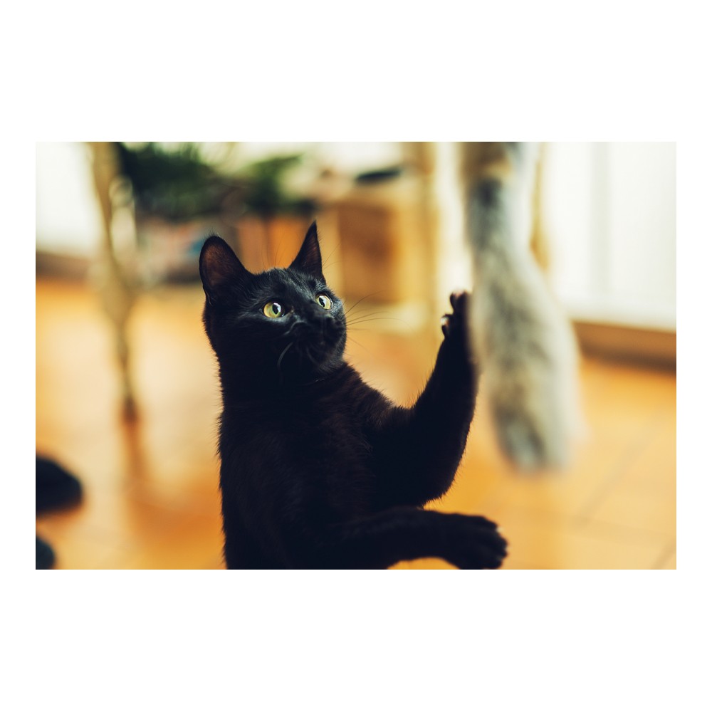 Kattstav Gloria Niemeyeer Trä Mjukisleksak Mask - 8