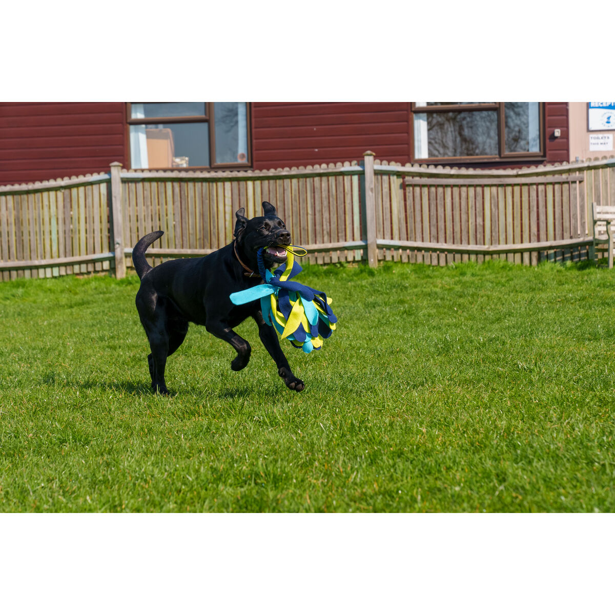 Training toy Coachi TUGGI SPIDER Blå - 5