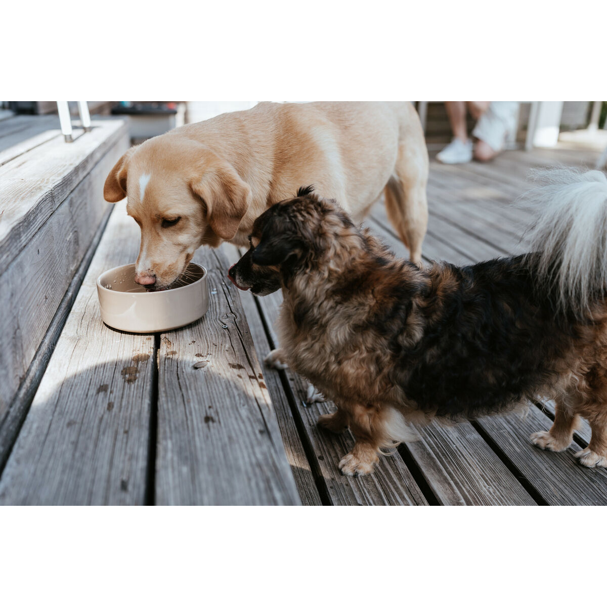 Hundmatare Hunter OSBY Beige Keramik 1,1 L - 3