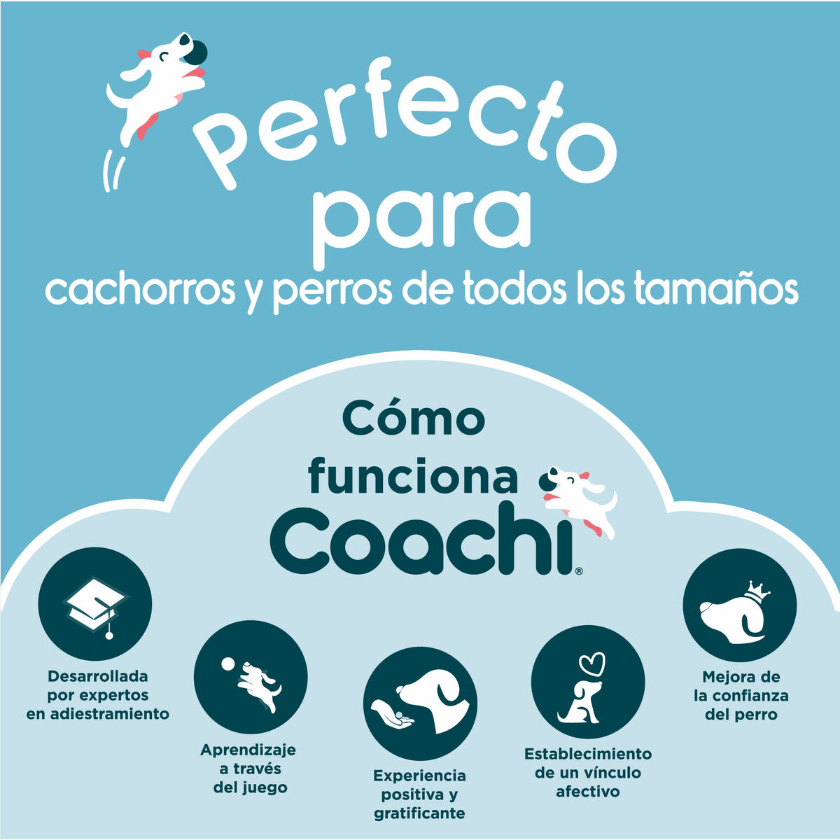 Bag Coachi Train & Treat Blå - 5