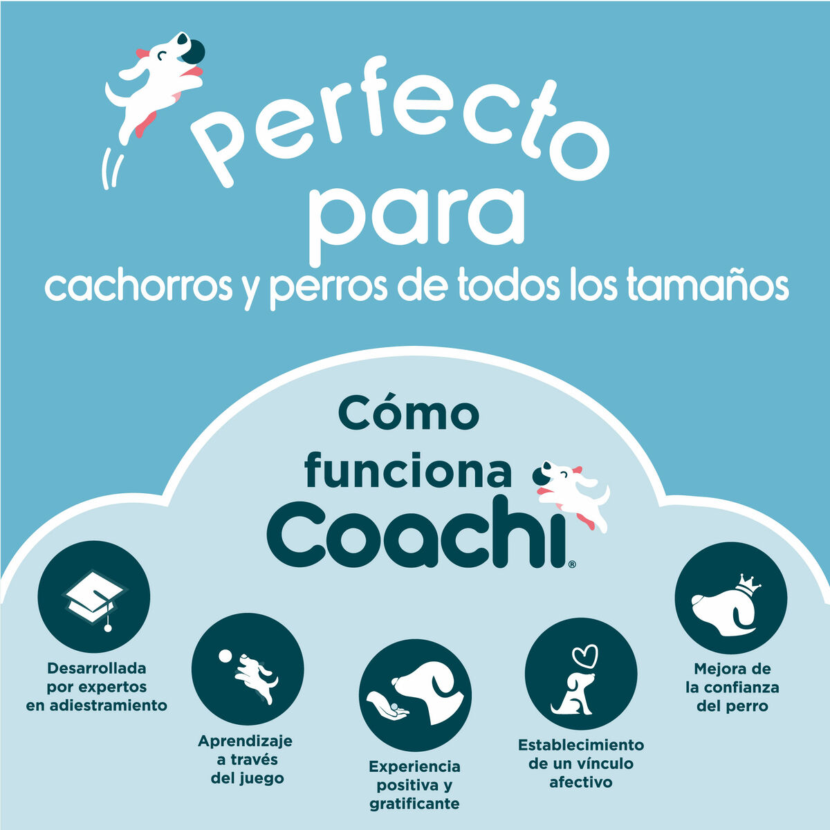 Bag Coachi Train & Treat Blå Korall - 5