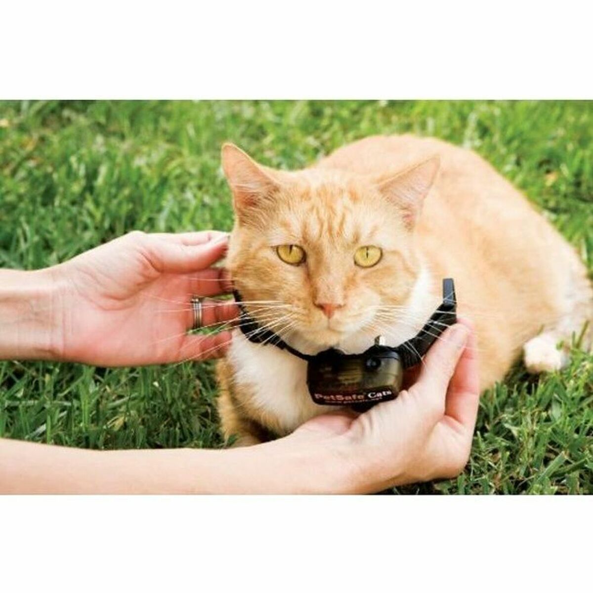 Katt krage PetSafe Prf-3004xw-20 - 2