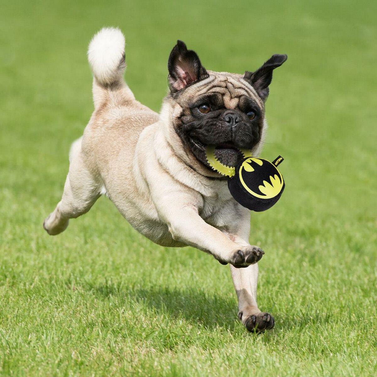 Hundleksak Batman   Gul 100 % polyester - 8